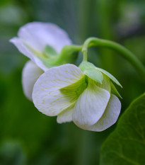 Hrachor popínavý kráľovský biely - Lathyrus odoratus - semená - 20 ks