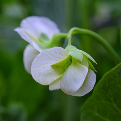 Hrachor popínavý kráľovský biely - Lathyrus odoratus - semená - 20 ks