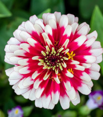 Semená cínie – Cínia Flamenco – Zinnia elegans