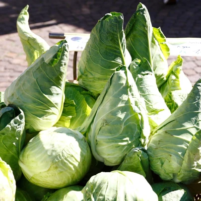 BIO Kapusta biela Eersteling - Brassica oleracea - bio semená - 20 ks