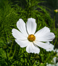 Krasuľka perovitá  Biela senzácia - Cosmos bipinnatus - semená - 40 ks