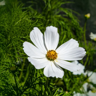 Krasuľka perovitá  Biela senzácia - Cosmos bipinnatus - semená - 40 ks