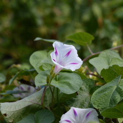 Povojník purpurový Milky Way - Ipomoea purpurea - semená - 25 ks