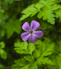 Pakost smradľavý - Geranium robertianum - semená - 10 ks