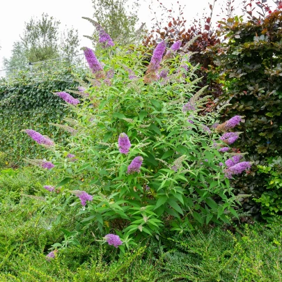 Budleja Dávidova zmes - Buddleja davidi - semená - 20 ks