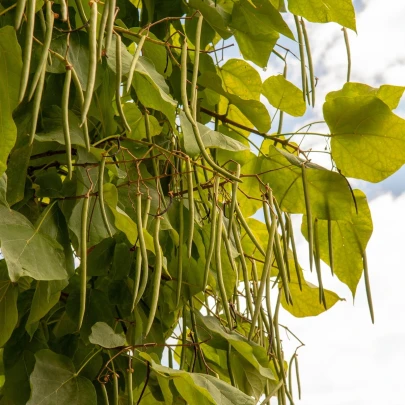 Katalpa severná - Catalpa speciosa - semená - 8 ks