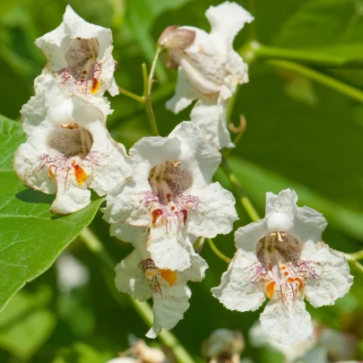 Katalpa severná - Catalpa speciosa - semená - 8 ks