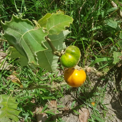 Solanum sessiliflorum - Solanum sessiliflorum - semená - 10 ks