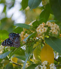 Ampak jaseňolistý - Evodia fraxinifolia - semená - 7 ks