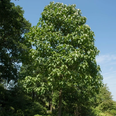 Paulovnia Fortuneova - Paulownia fortunei - semená - 15 ks