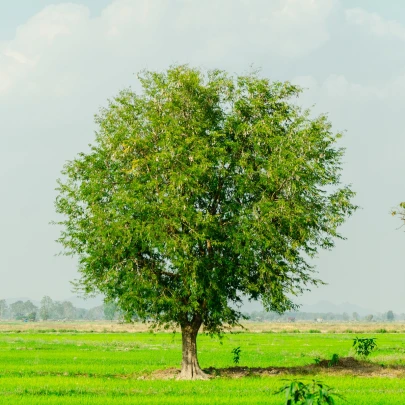 Tamarínd indický - Tamarindus indica - semená - 5 ks