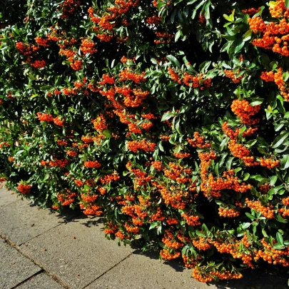 Hlohyňa šarlátová - Pyracantha coccinea - semená - 5 ks