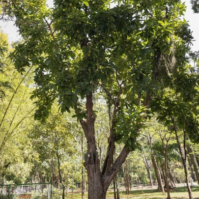 Dilenia indická - Dillenia indica - semená - 6 ks