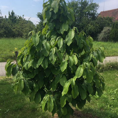 Indiánský banán Paw Paw - Asimina triloba - semená - 4 ks
