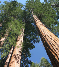 Sekvoja vždyzelená - Sequoia sempervirens - semená - 3 ks