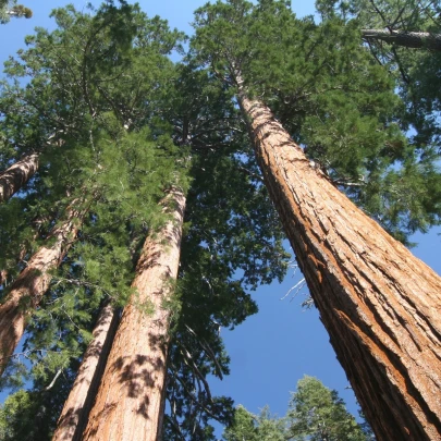 Sekvoja vždyzelená - Sequoia sempervirens - semená - 3 ks