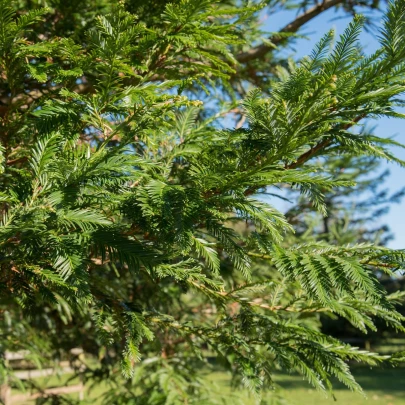 Sekvoja vždyzelená - Sequoia sempervirens - semená - 3 ks