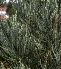 Sekvojovec obrovský - Sequoiadendron giganteum - semená - 5 ks