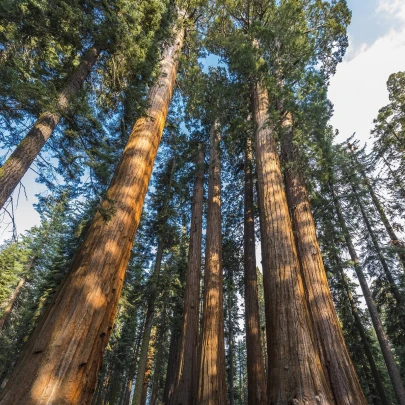 Sekvojovec obrovský - Sequoiadendron giganteum - semená - 5 ks