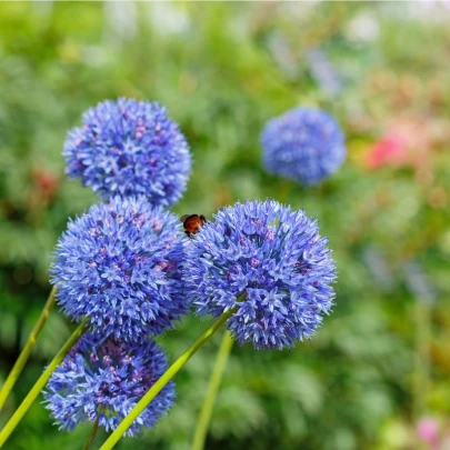 Cesnak azúrový - Allium caeruleum - cibuľoviny - 3 ks