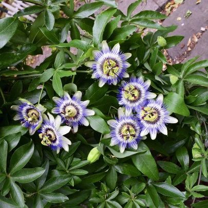 Mučenka modrá - Passiflora caerulea - semená - 5 ks