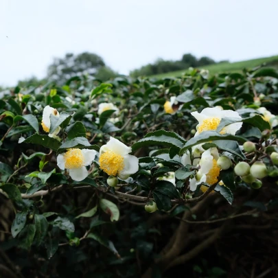 Čajovník čínsky - Camelia sinensis - semená - 5 ks