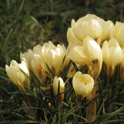 Krókus Cream beauty - Crocus - cibuľoviny - 3 ks