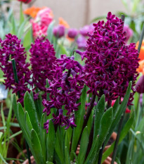 Hyacint Woodstock - Hyacinthus - cibuľoviny - 1 ks