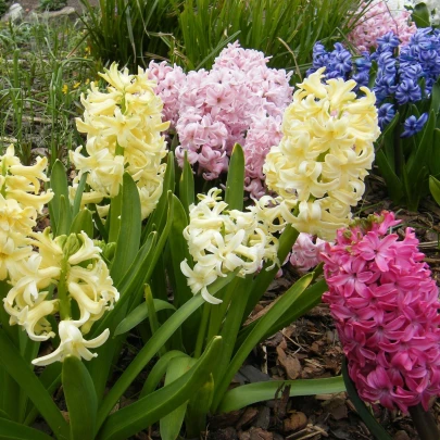 Zmes hyacintov - Hyacinthus - cibuľoviny - 4 ks