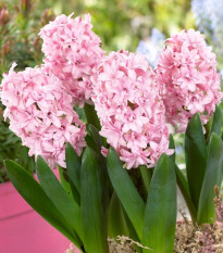 Hyacint plnokvetý Prince of Love - Hyacinthus - cibuľoviny - 1 ks