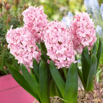 Hyacint plnokvetý Prince of Love - Hyacinthus - cibuľoviny - 1 ks