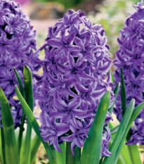 Hyacint plnokvetý Lili Purple - Hyacinthus - cibuľoviny - 1 ks