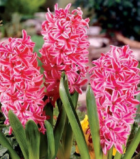 Hyacint Eros - Hyacinthus - cibuľoviny - 1 ks