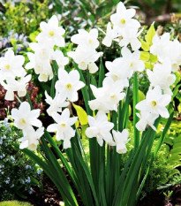 Narcis Silver Bouquet - Narcissus - cibuľoviny - 3 ks