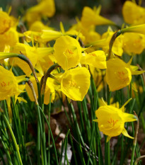 Narcis Golden bells - Narcissus bulbocodium - cibuľoviny - 3 ks