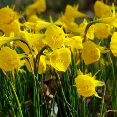 Narcis Golden bells - Narcissus bulbocodium - cibuľoviny - 3 ks