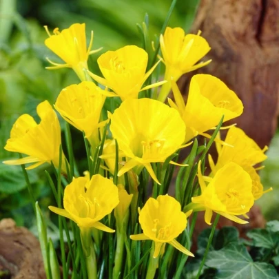 Narcis Golden bells - Narcissus bulbocodium - cibuľoviny - 3 ks