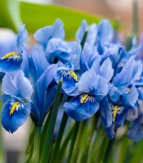 Kosatec sieťkovaný Harmony - Iris reticulata - cibuľoviny - 3 ks