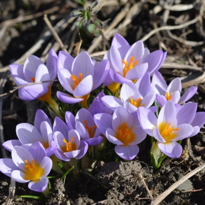 Krókus Firefly - Crocus sieberi - cibuľoviny - 3 ks