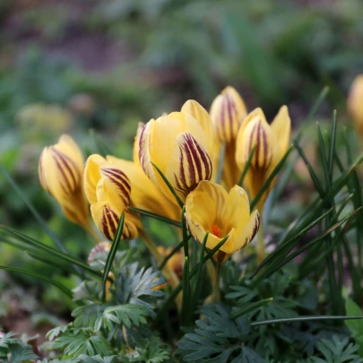 Krókus Gipsy Girl - Crocus chrysanthus - cibuľoviny - 3 ks