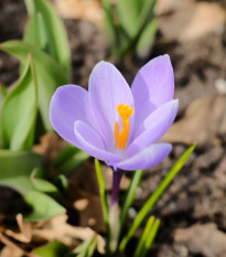 Krókus Vanguard - Crocus vernus - cibuľoviny - 3 ks