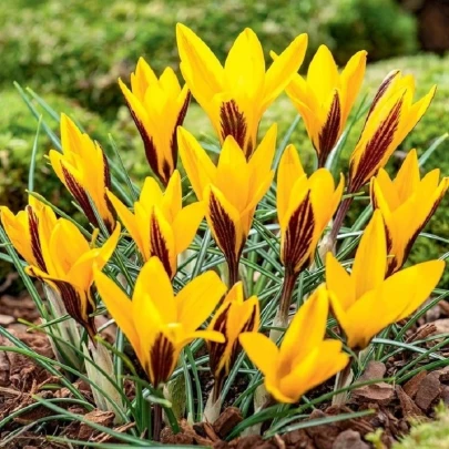 Krókus širokolistý - Crocus angustifolius  - cibuľoviny - 3 ks