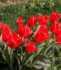 Tulipán Friendly Fire - Tulipa greigii - cibuľoviny - 3 ks