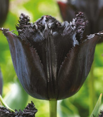 Tulipán Fringed Black - Tulipa - cibuľoviny - 3 ks