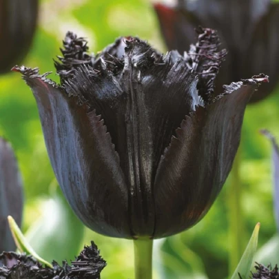 Tulipán Fringed Black - Tulipa - cibuľoviny - 3 ks