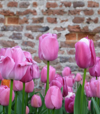 Tulipán Purple Pride - Tulipa - cibuľoviny - 3 ks