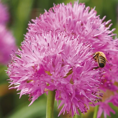 Cesnak Carolinianum - Allium - cibuľoviny - 3 ks