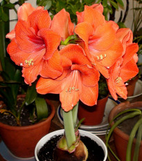 Zornica Orange Souvereign - Hippeastrum - cibuľoviny - 1 ks