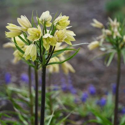 Korunkovka Raddeana - Fritillaria raddeana - cibuľoviny - 1 ks