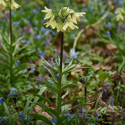 Korunkovka Raddeana - Fritillaria raddeana - cibuľoviny - 1 ks